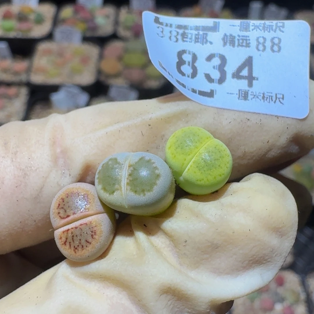 丫***。Ssss生石花肉锥834