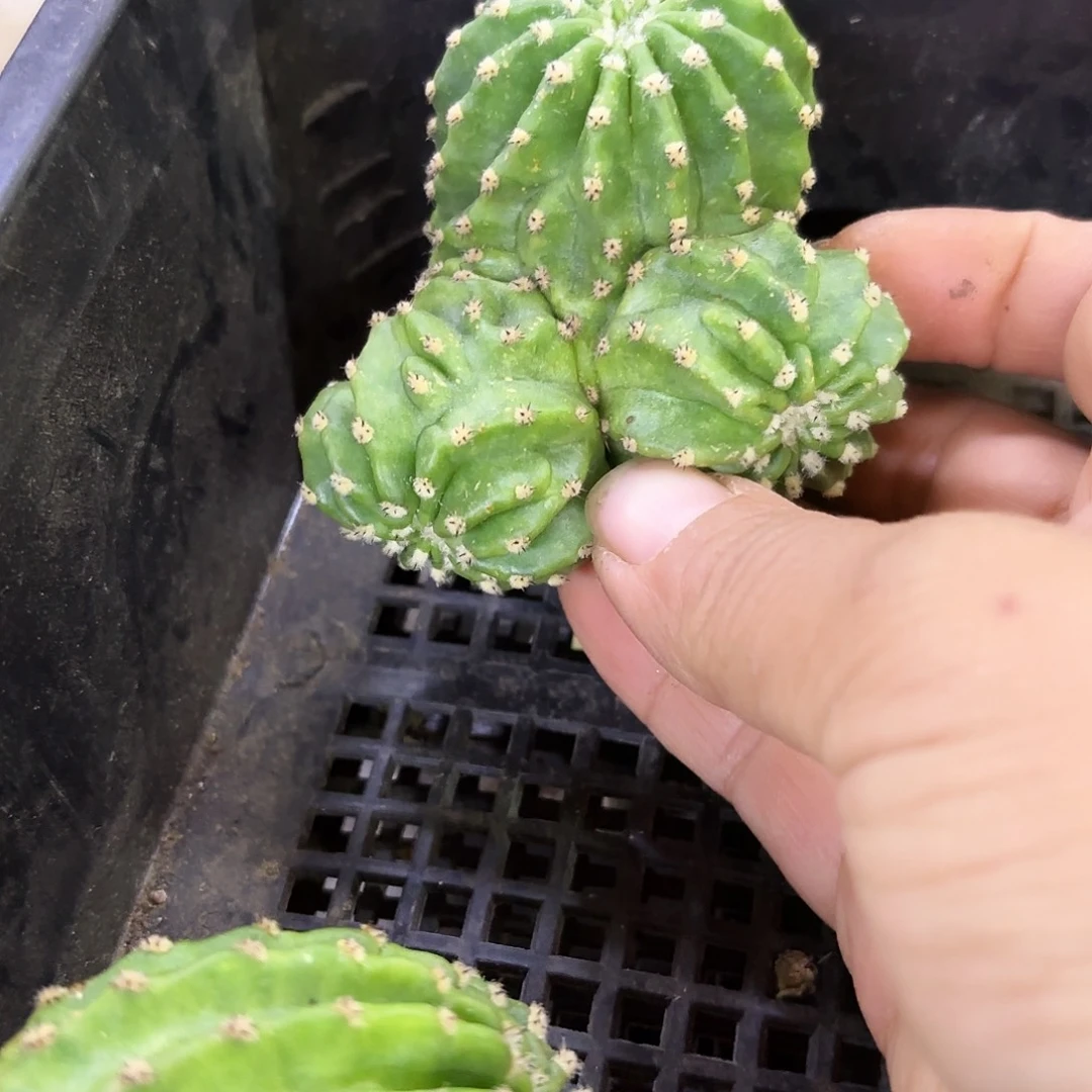 黑美人醉话三头西角落里