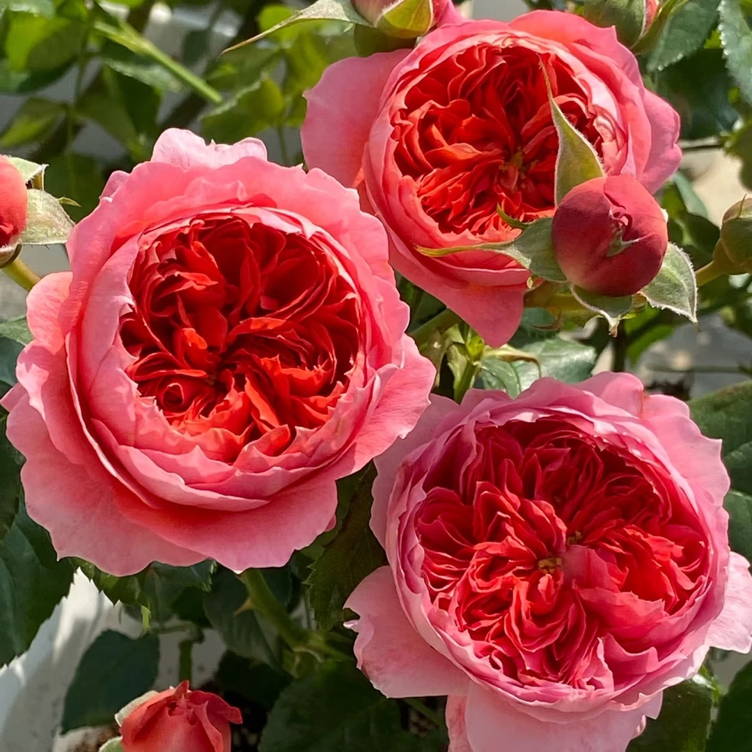 【3颗包邮】朱砂碗灌木丰花月季耐热四季勤花抗病包子花型玫瑰