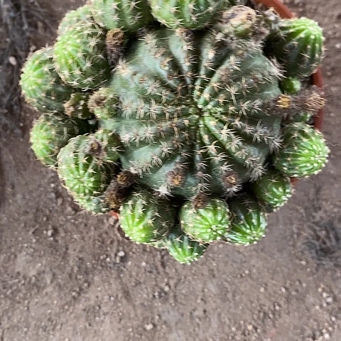 昭和丽花仙人球34676