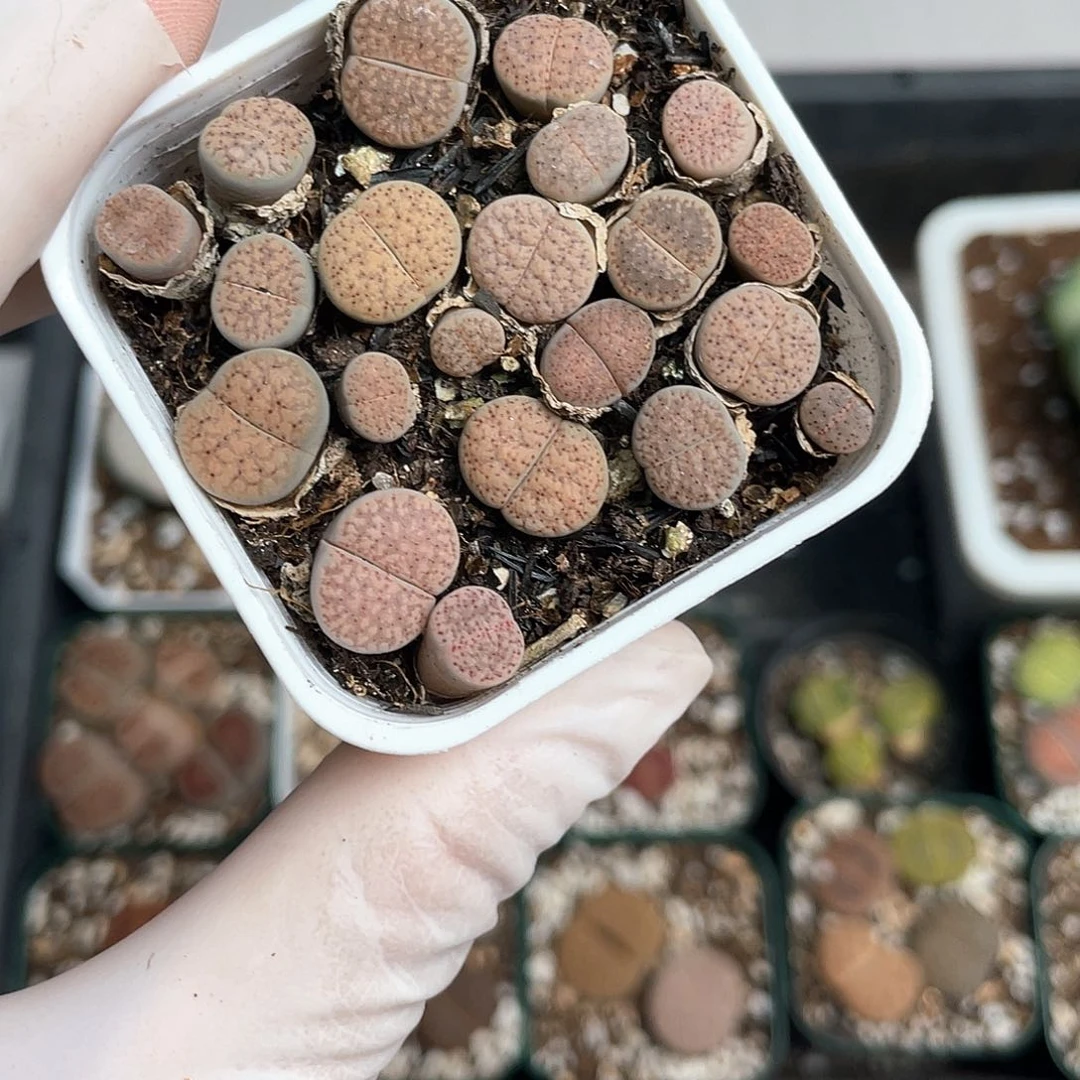 2031大棚清仓甩卖了