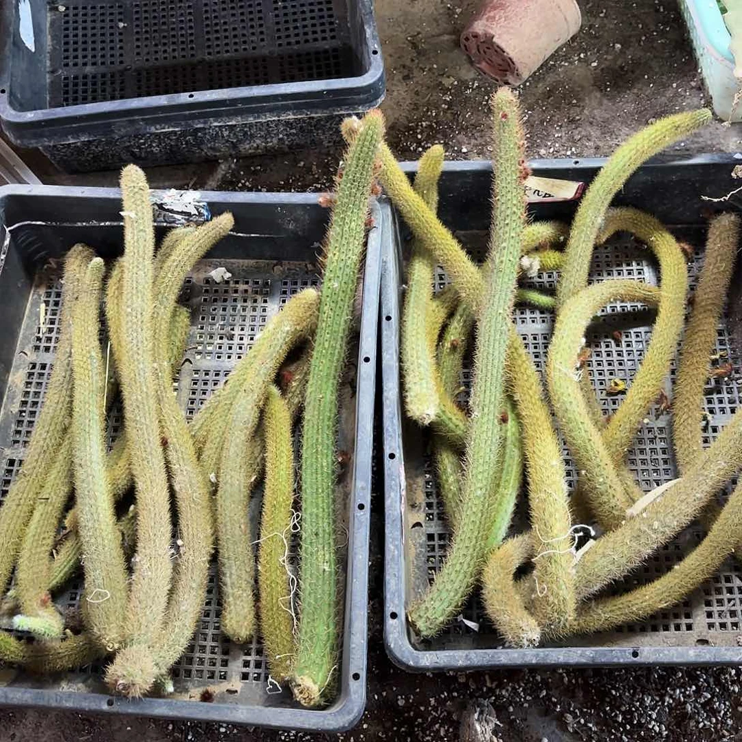 老长的金妞有根侧啊