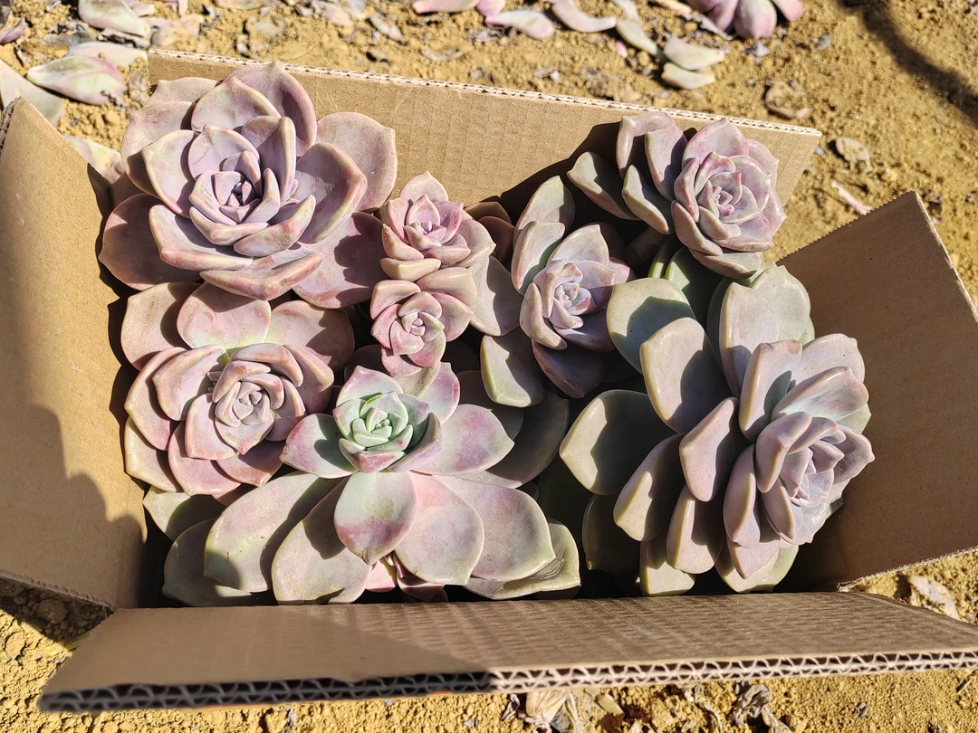 紫乐断头断枝与整桩混装，箱拍，5号箱装满一箱，不低于5斤