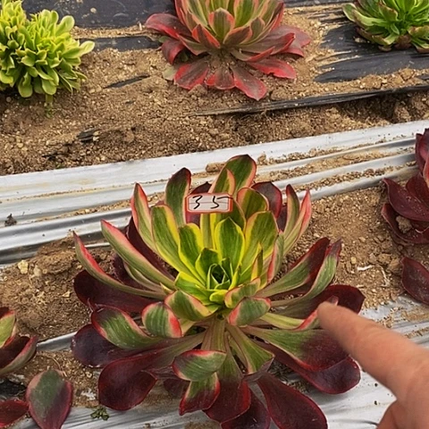 红魔女法师法师法师35