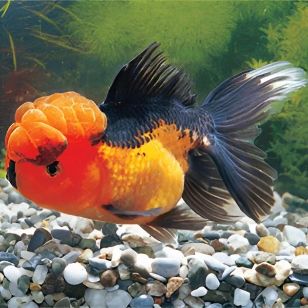 泰狮观赏鱼直播间一物一拍