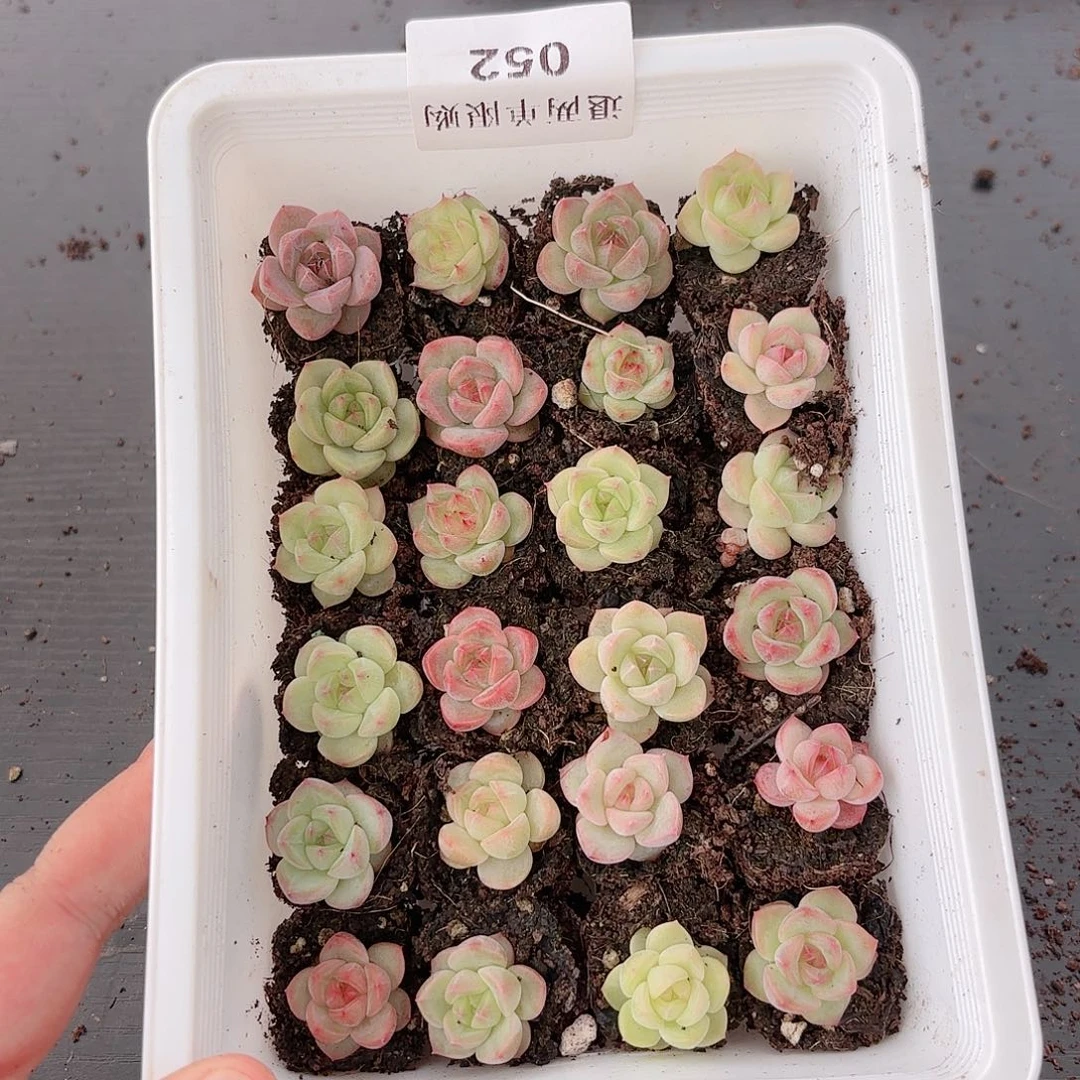 茜****?052 新疆西藏内蒙不发货