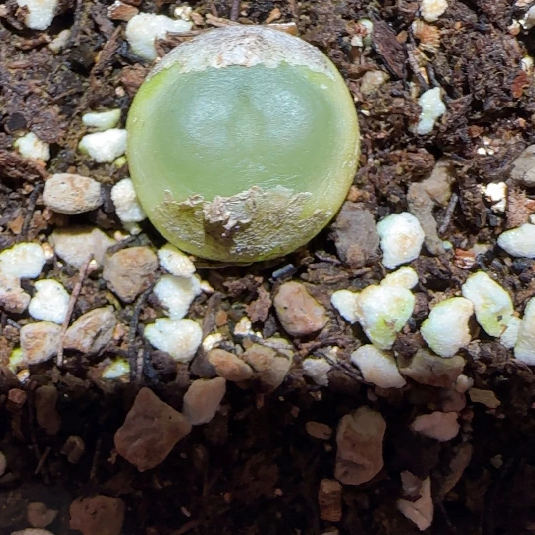 肉锥多肉植物百科-日式拉登有疤956