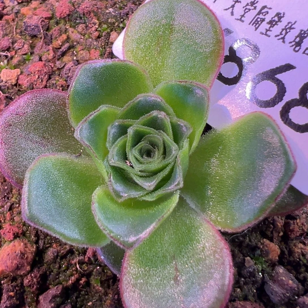 别***爱杨868 倾心龙音。