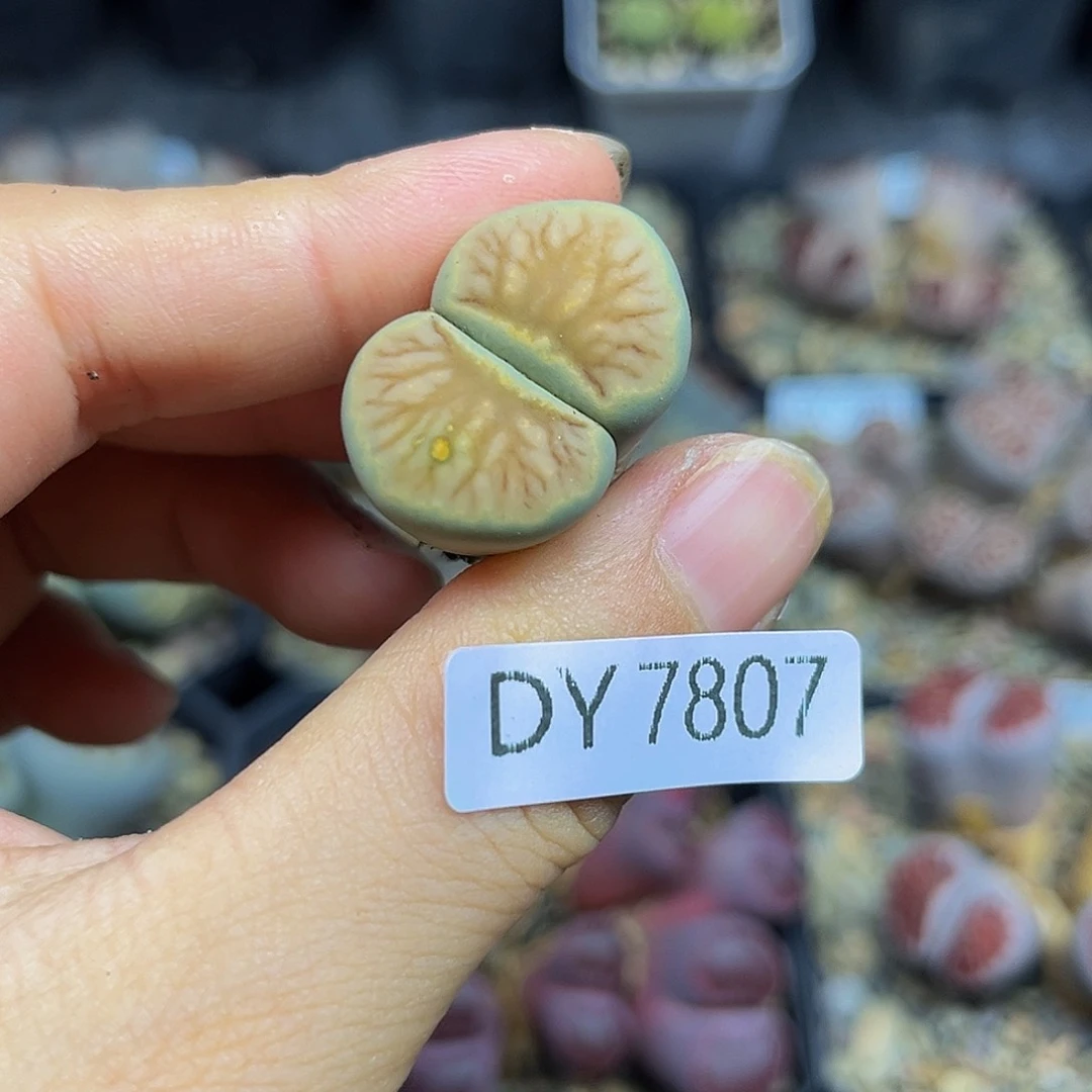 一物一拍绿体菊大母本7807