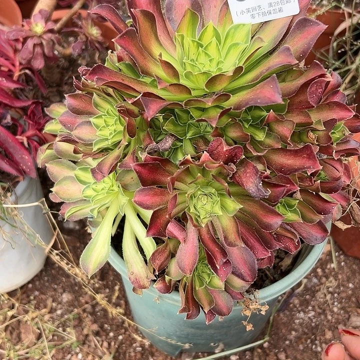 024多肉植物韶华