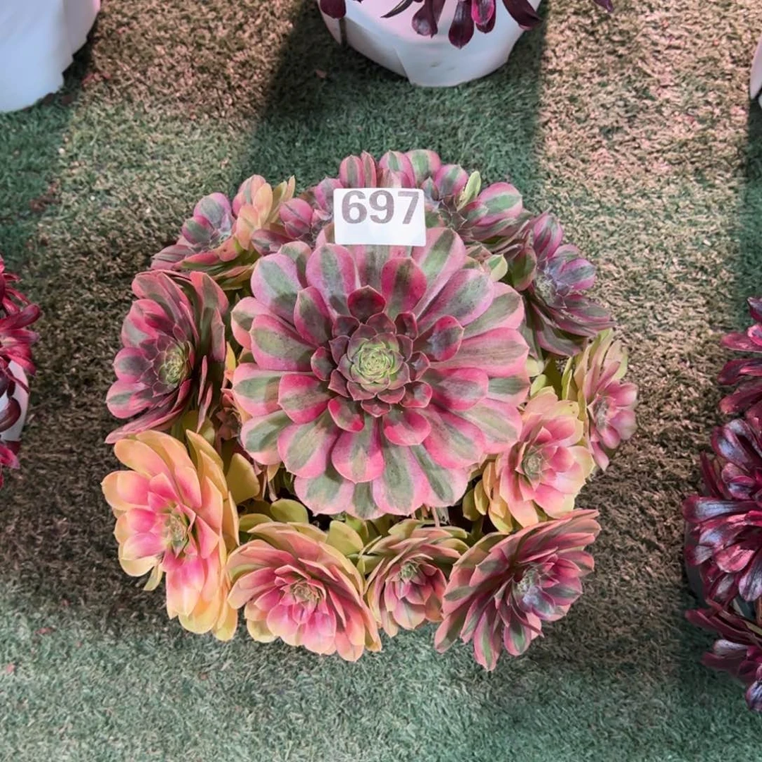 697！雨菏法师多肉植物