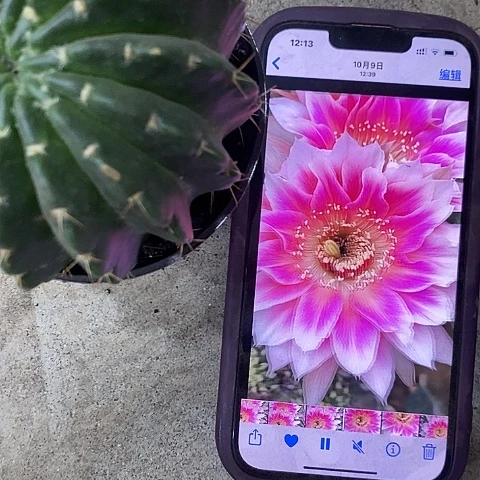 紫雪丽花仙人球x/578900