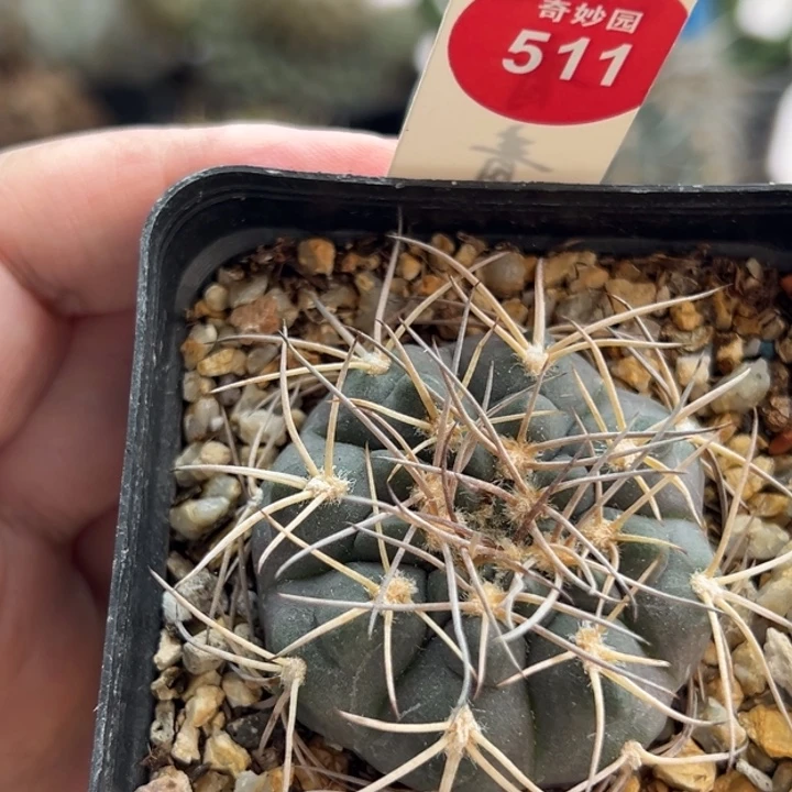 实生密刺天平丸4.5cm