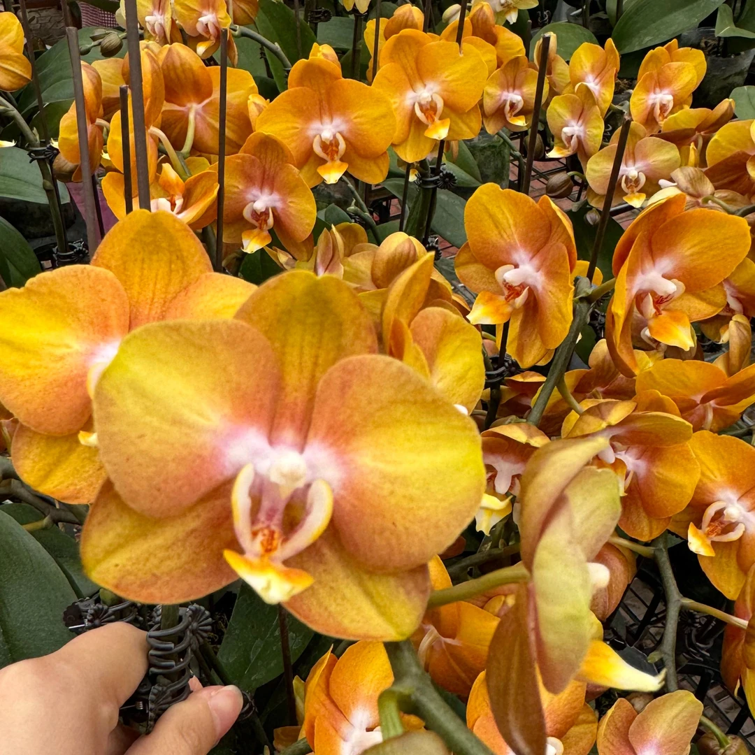 蝴蝶兰 拉斯维加斯3.0寸杯双花剑带花带花苞