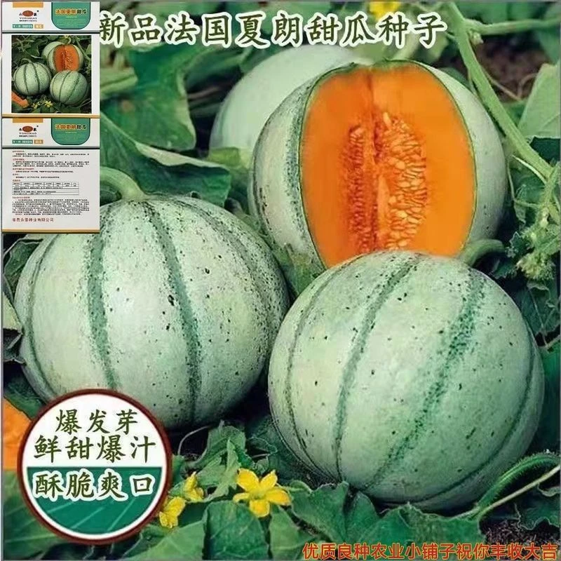 新品夏朗甜瓜种籽法国夏朗德甜瓜种子进口高产水果种籽四季播