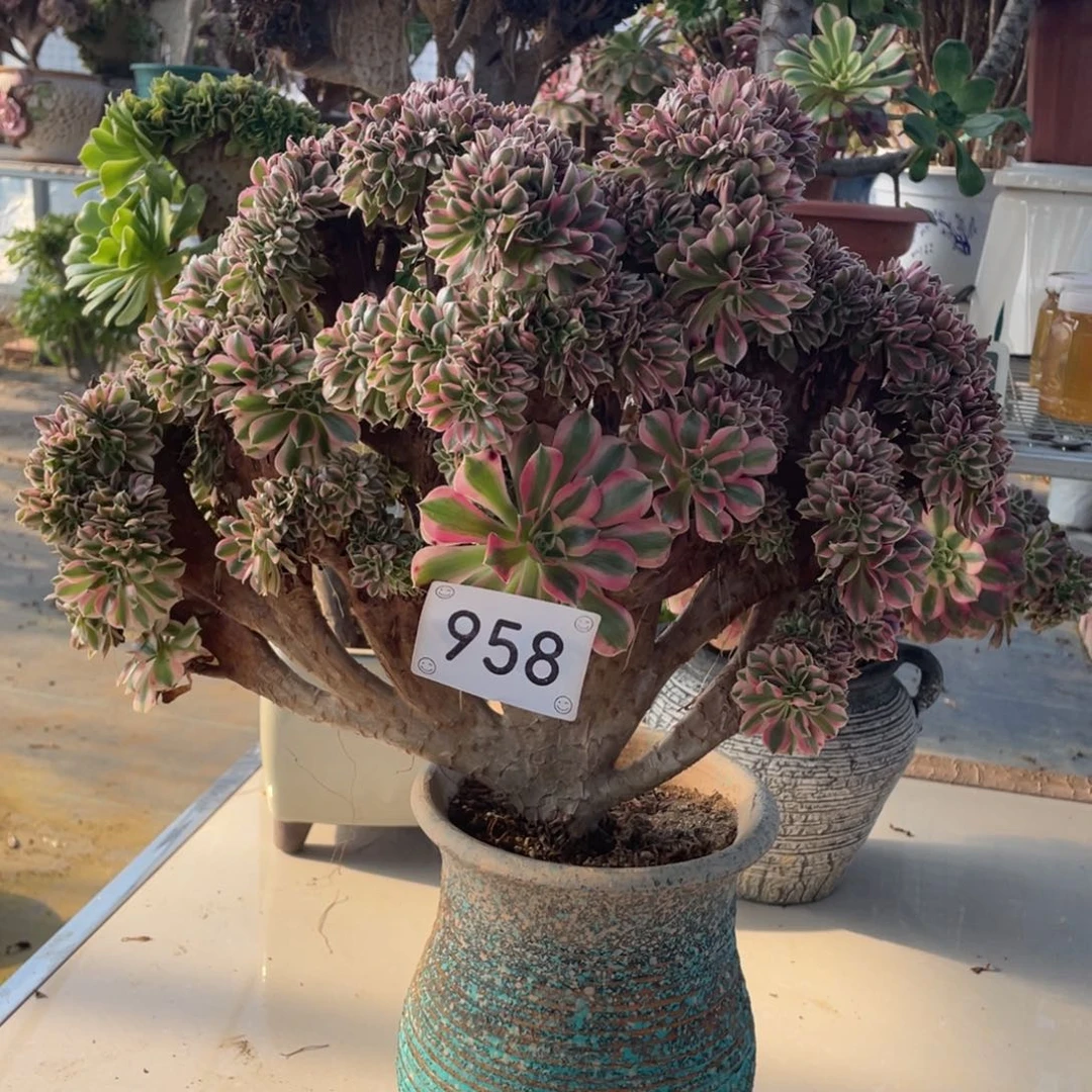 958女巫缀        多肉