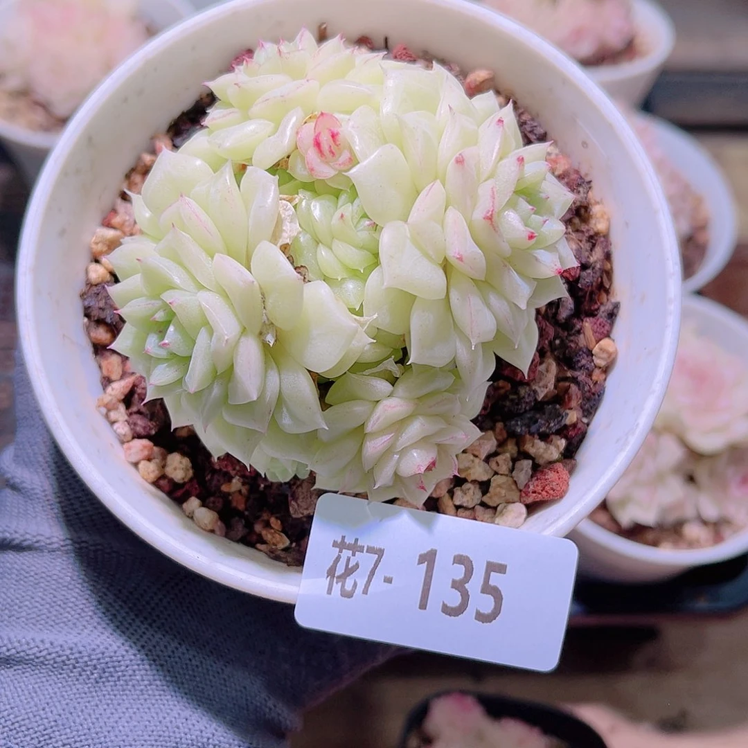 花04-135白天鹅群