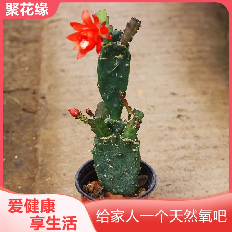 多肉植物 仙人掌嫁接令箭荷花蟹爪兰苗带根四季桂之苑 l令箭荷花