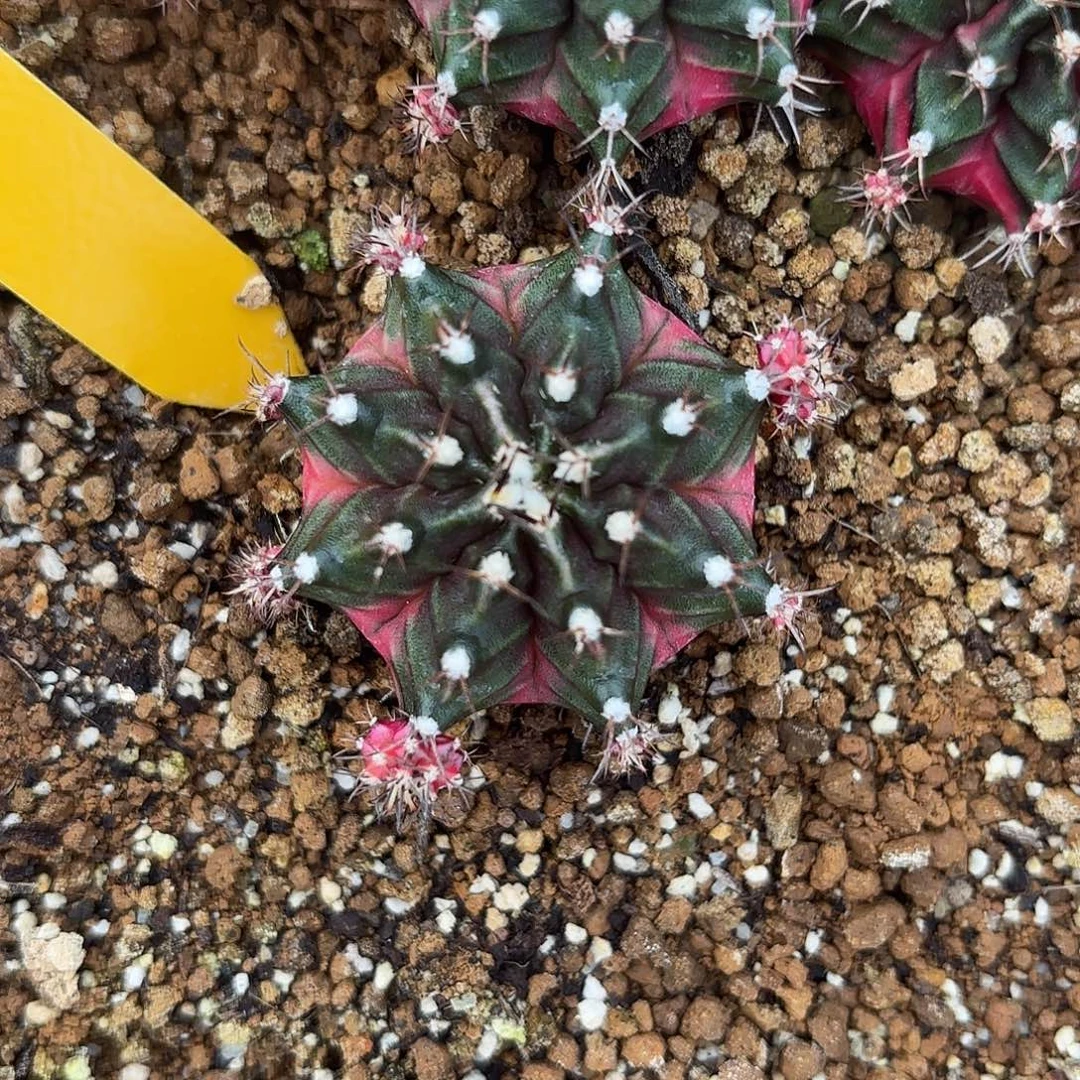 669-0915泰国发货 蓝莓