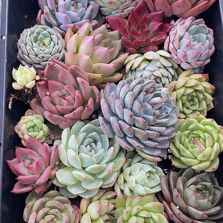 103 多肉植物盆栽花卉植物