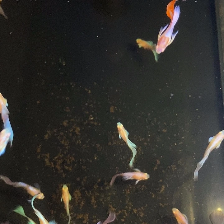海***鱼斗鱼今天下午你不上班了嘛