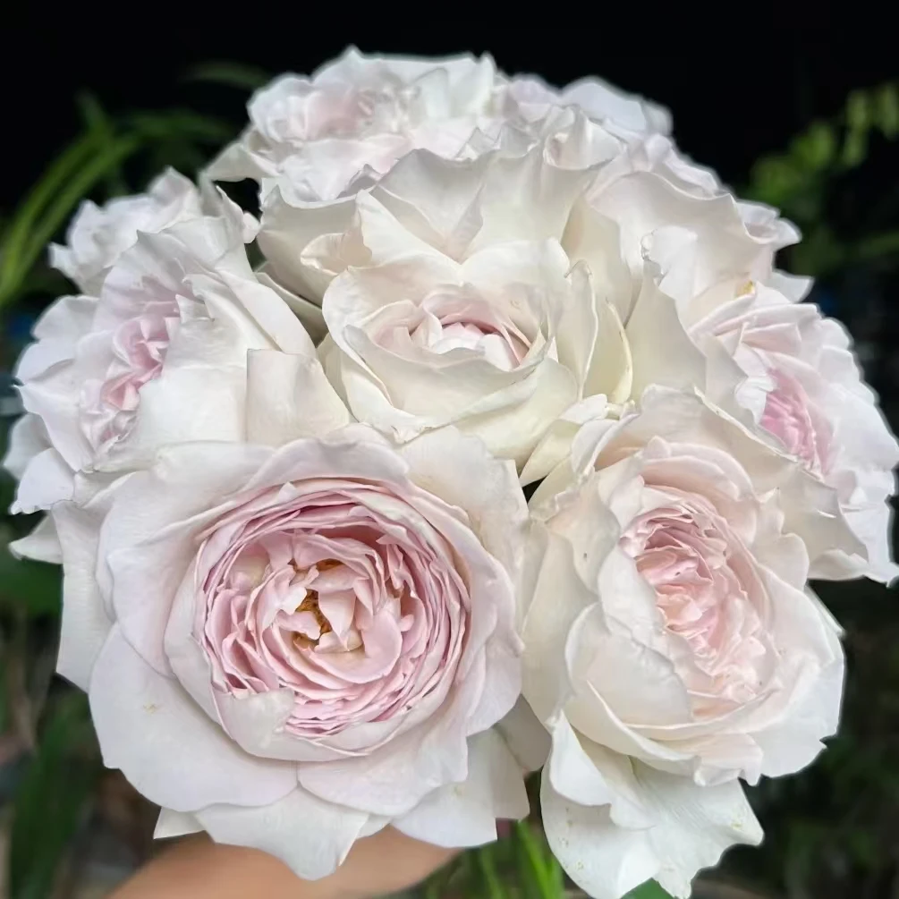 【轶1】珍珠奶茶玫瑰18支+2支防损鲜切花玫瑰鲜花 收到花带包装醒花