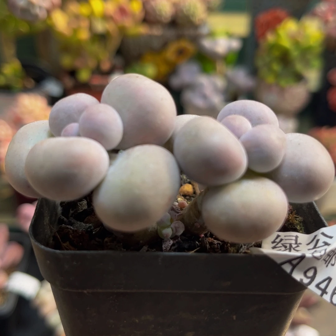 946芭比奶酪5cm多肉