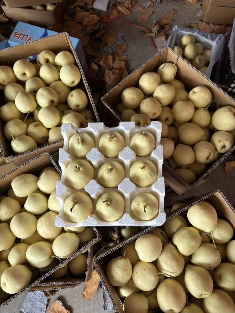 现摘现发河北鸭梨脆甜多汁新鲜应季水果