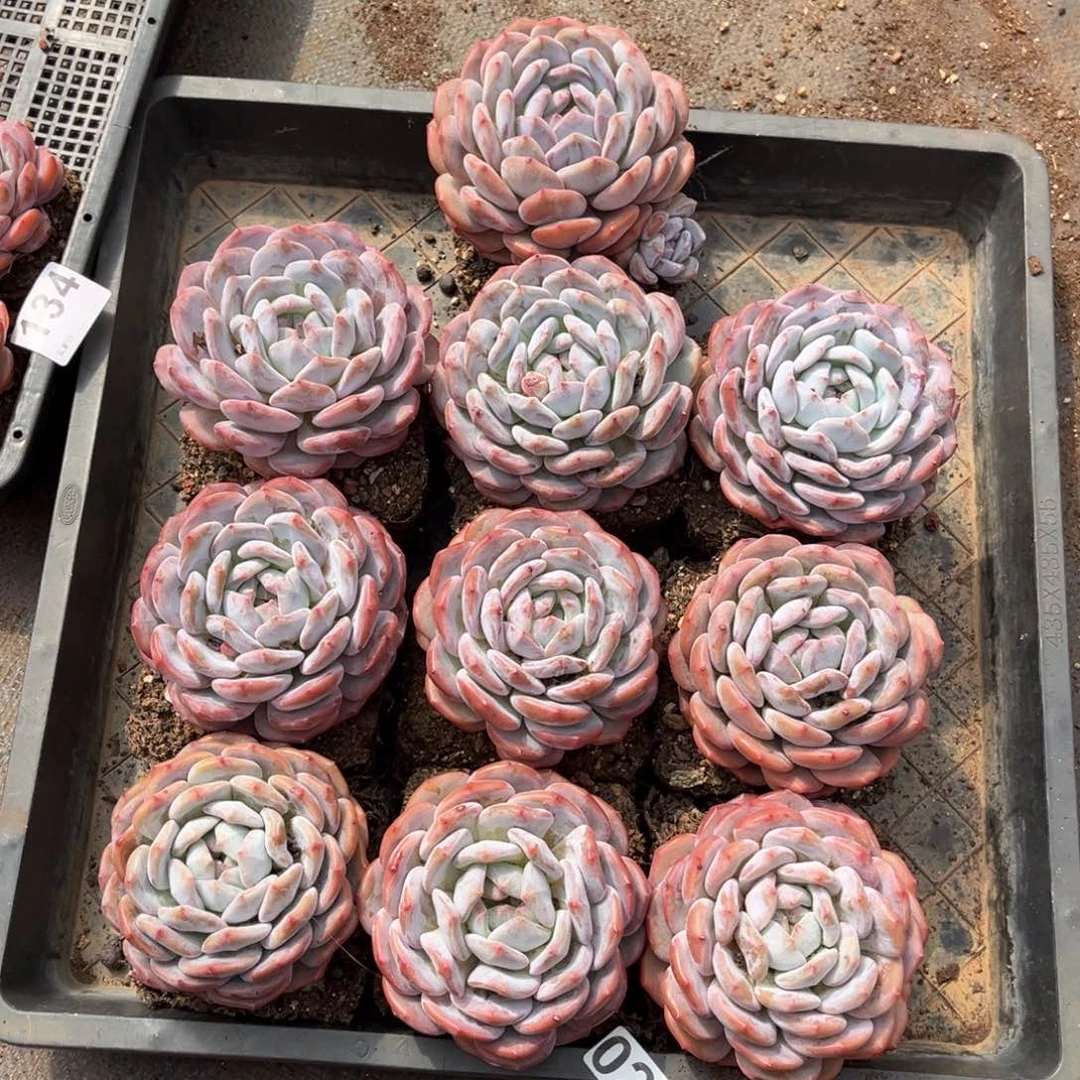 026号新疆西藏内蒙古不包邮的