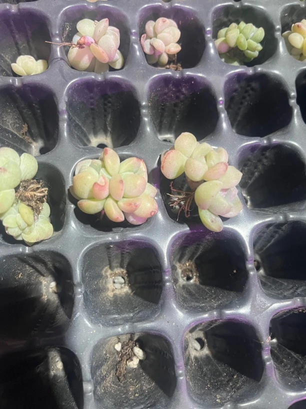 多肉植物一物一拍