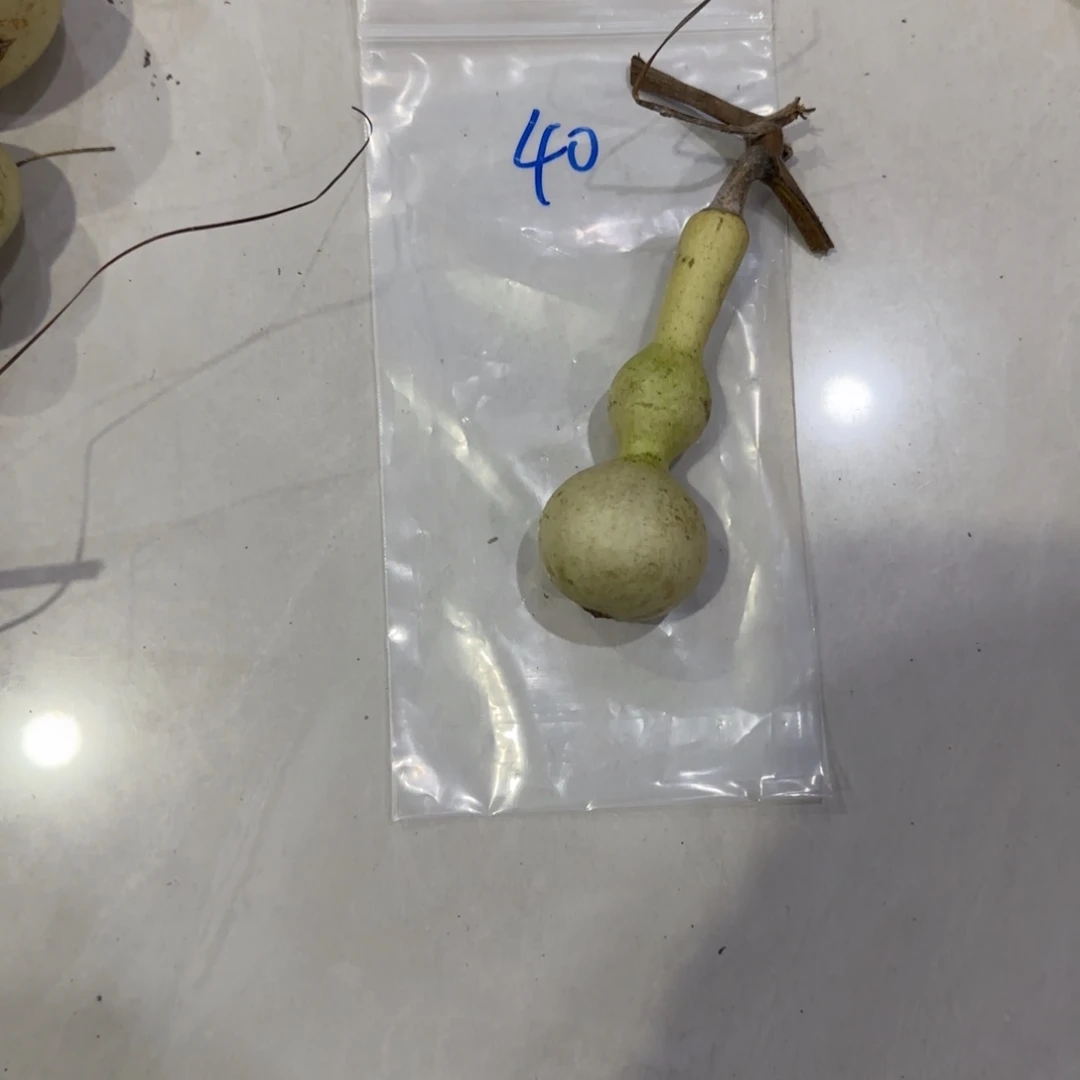 经***场青皮不包成青皮不包成