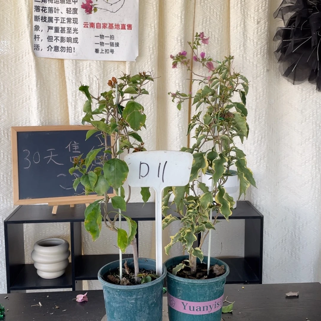 全部花朵马斯+橙口红D11