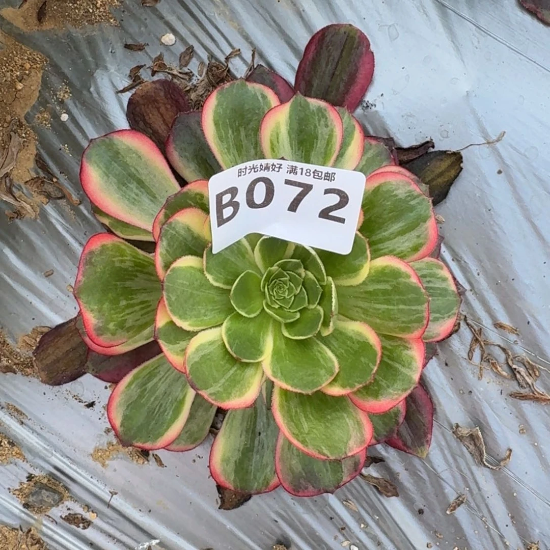 072黑魔锦多肉植物