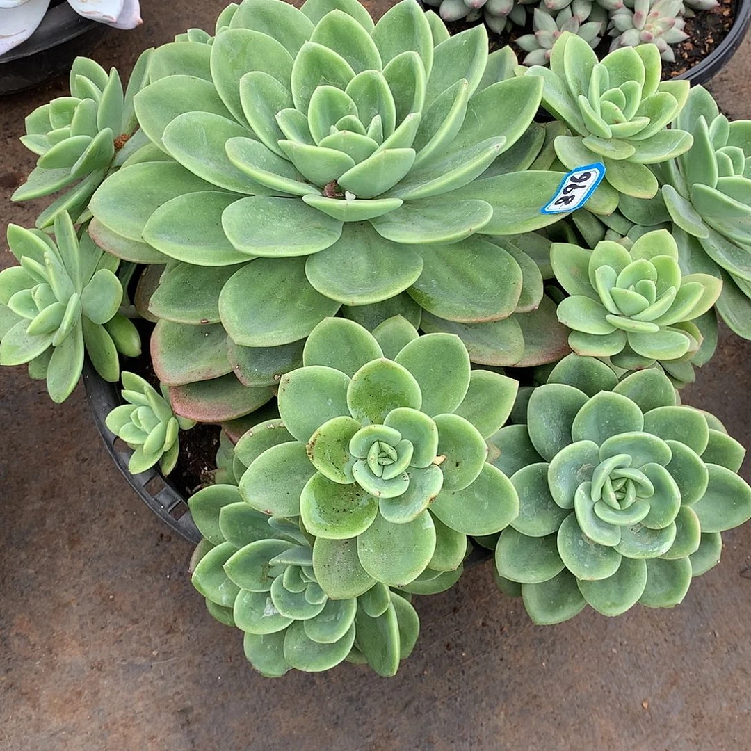 896旋凤 一物一拍多肉