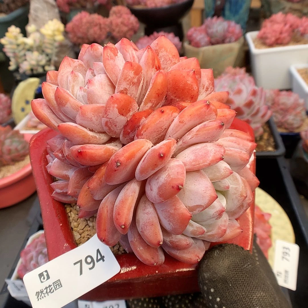 794梦露有砍多肉植物6666