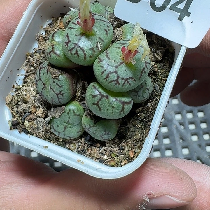 04 多肉植物多肉植物