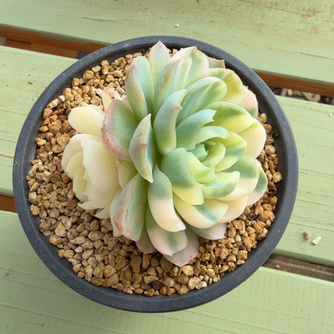 贝瑞锦锦上园艺一物一拍