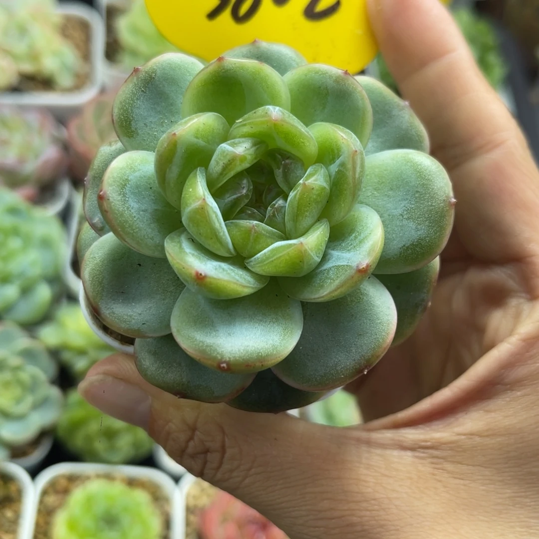 油透肥圆秃珍妮3802