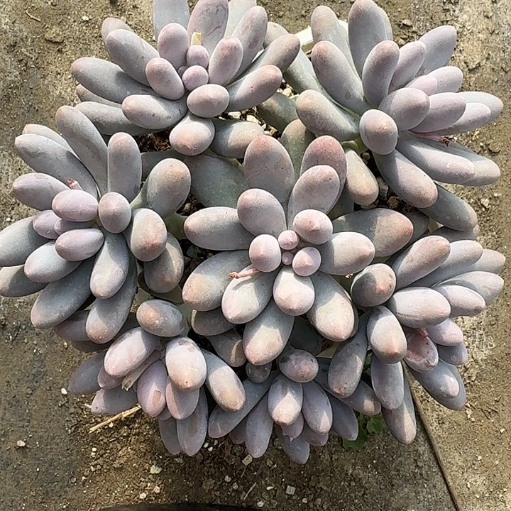 喜***杨汤圆多肉植物的生长