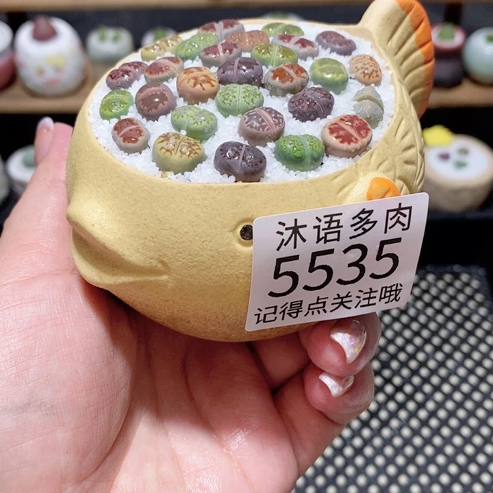 带盆土植物 一物一拍5535