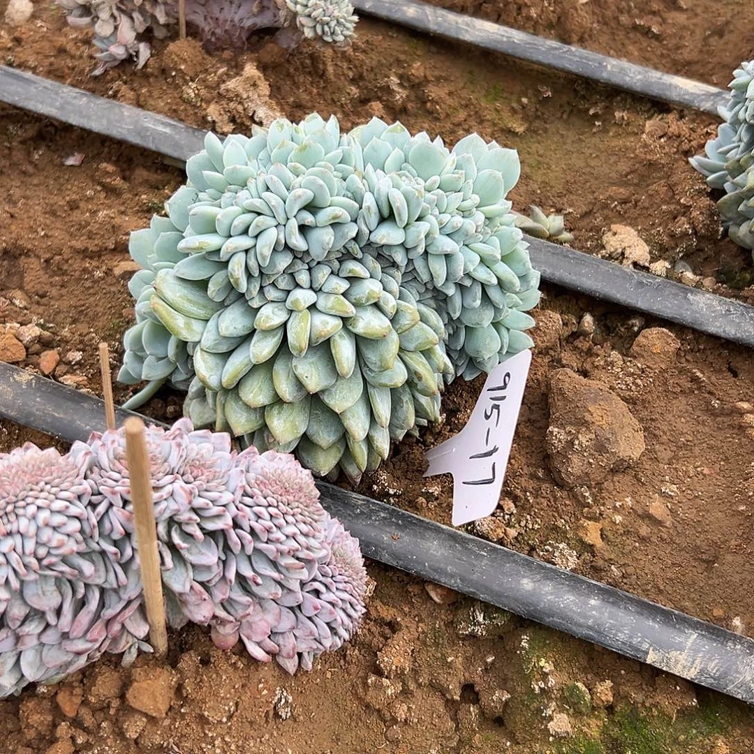 包***肉915-17橙子缀多肉植物