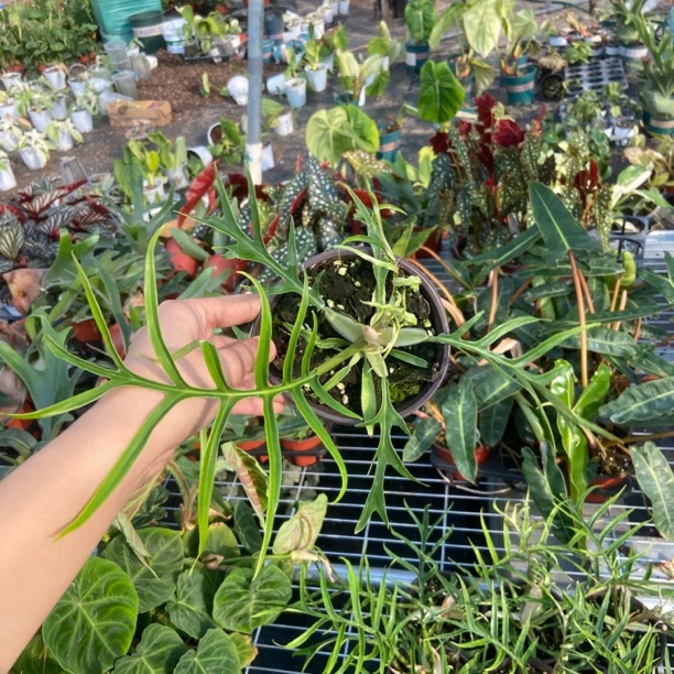 鱼骨蔓绿绒 轻微叶损不包售后十度以下请拍保温棉