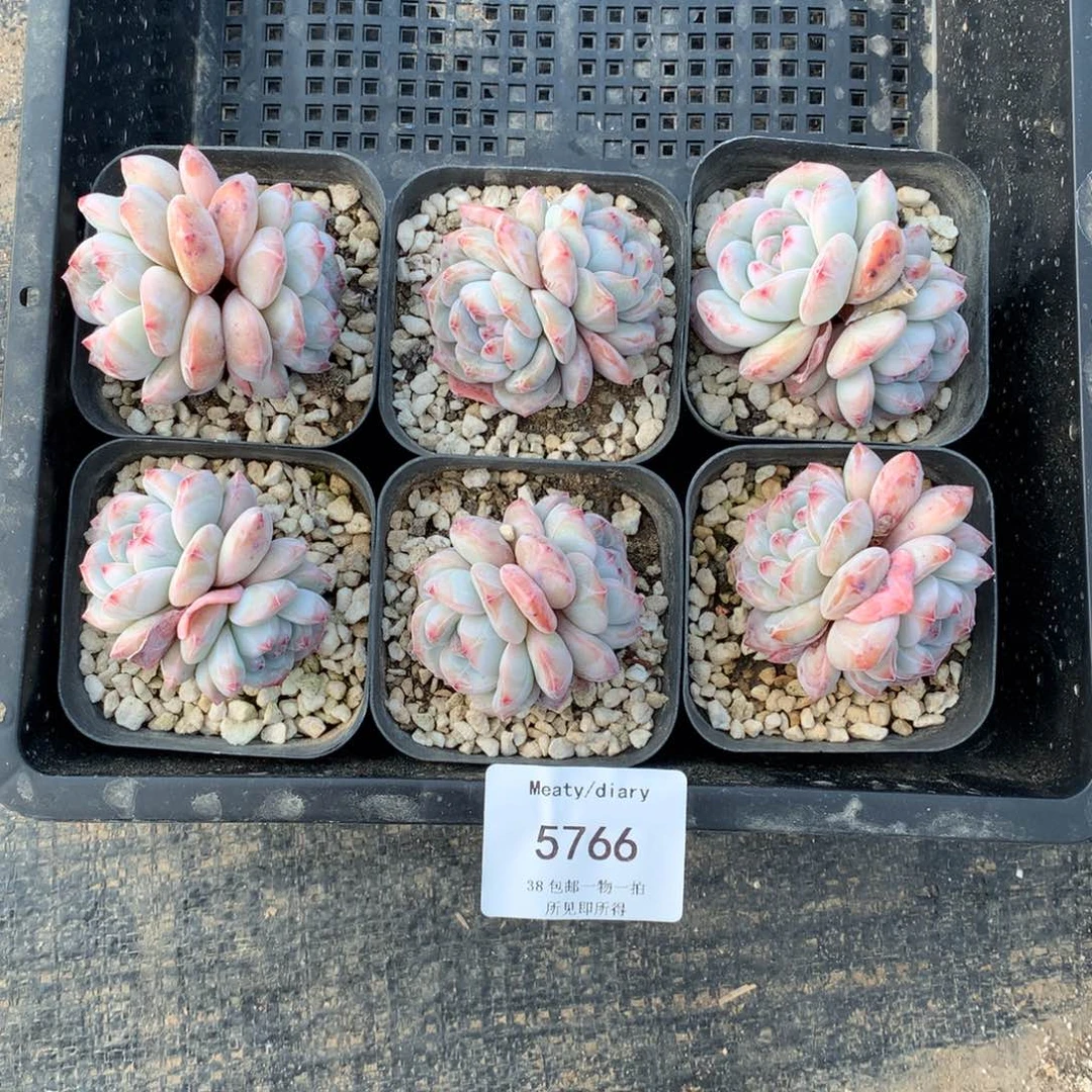 5766星影老桩双头5厘米左右6颗脱土发