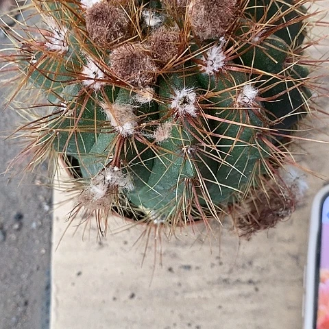 青王仙人球35788