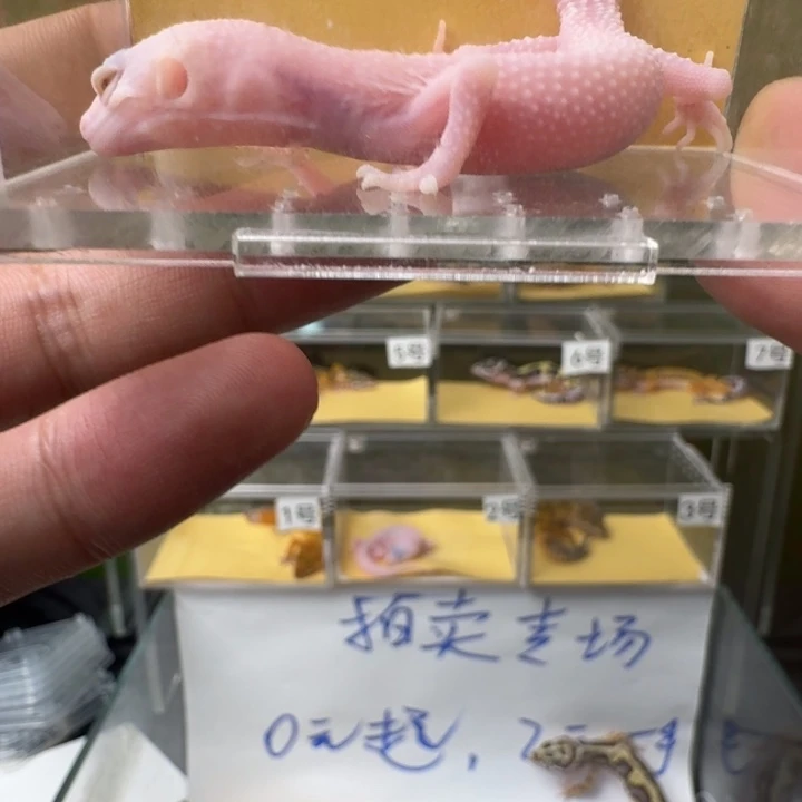 豹纹守宫红眼粉粉嫩嫩超可爱