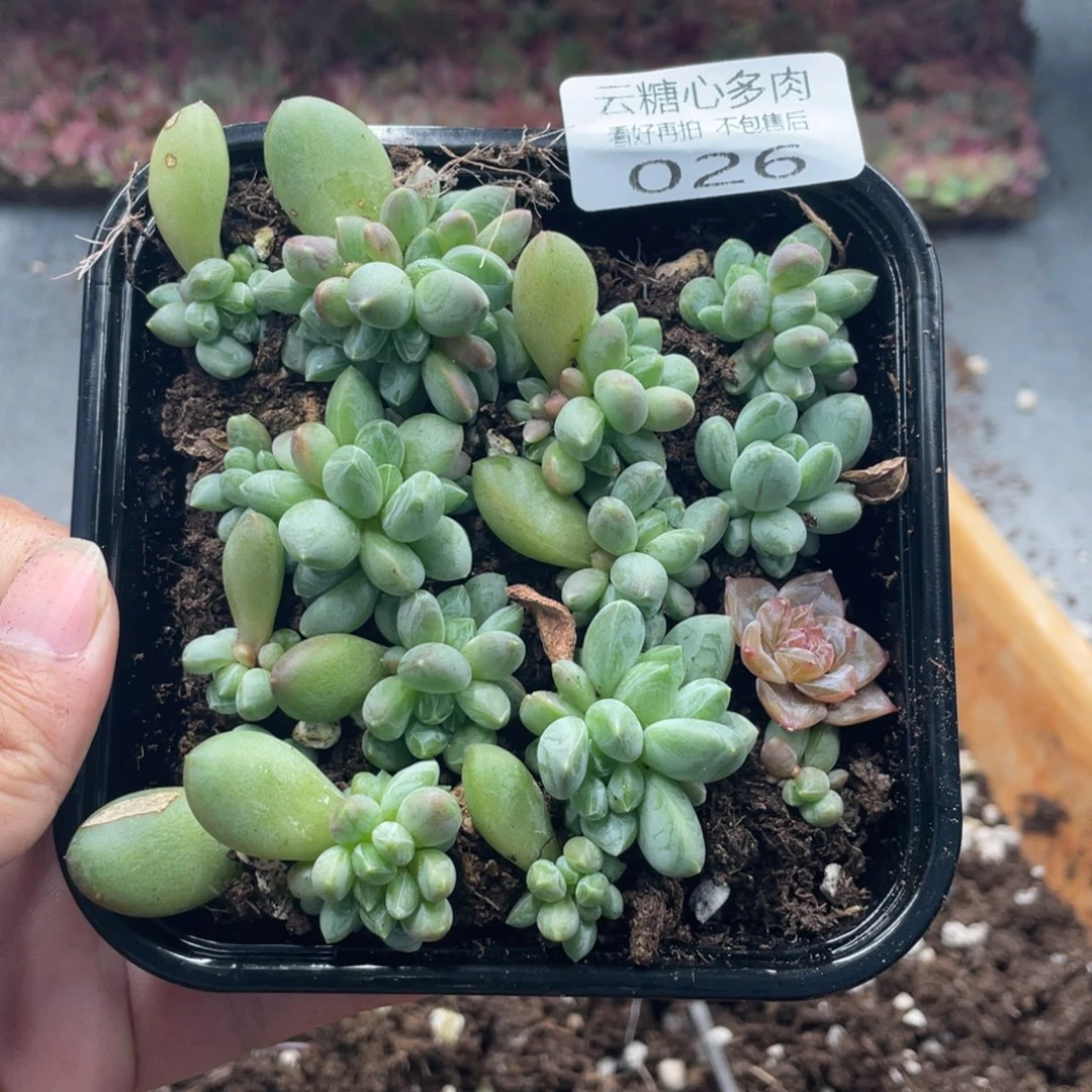 云糖心多肉植物26