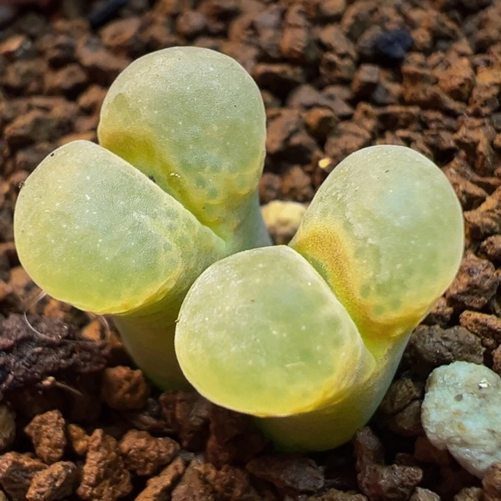 鼓窗粉樱花多肉植物