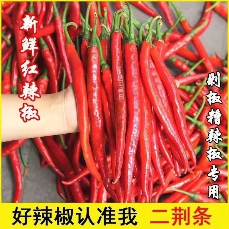 贵州正宗新鲜红线椒二荆条新鲜采摘现摘现发可以做剁辣椒辣椒酱