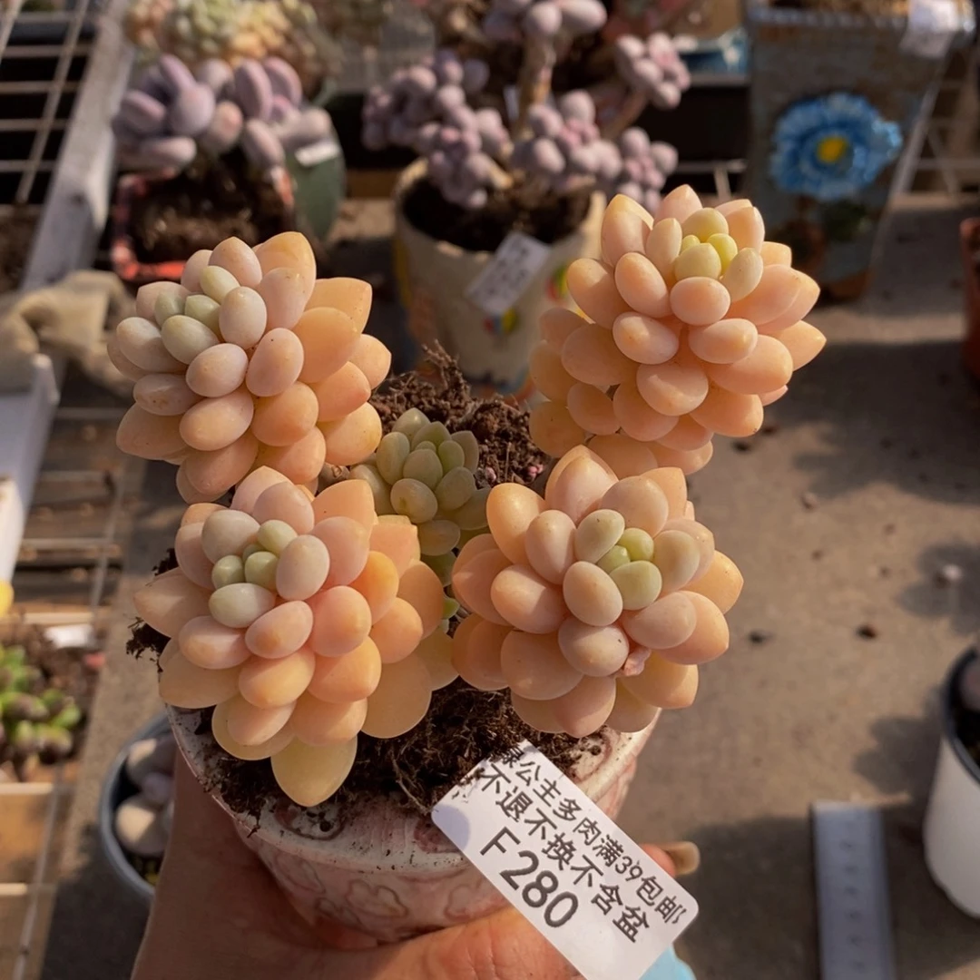 洛可可280/7cm运输掉叶