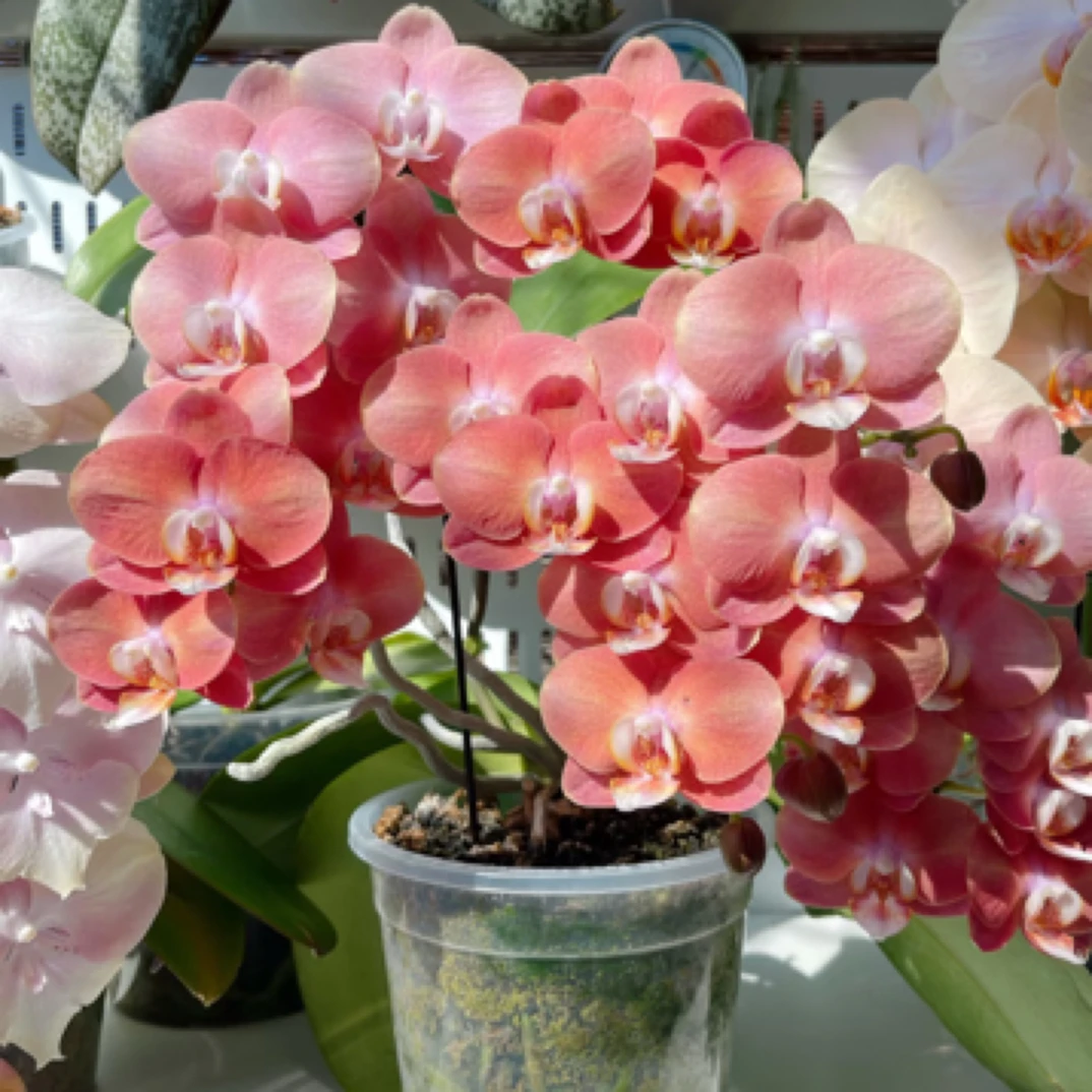 【淘花源记】鲑鱼蝴蝶兰3.0加高杯爆根成熟苗高颜值稀缺好货包对版